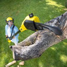 How Our Tree Care Process Works  in  North Auburn, CA