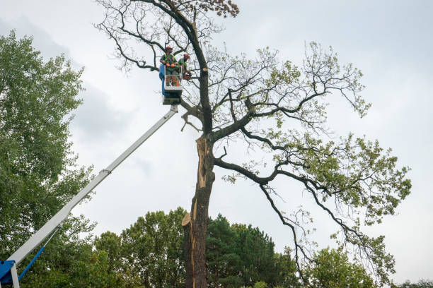 Reliable North Auburn, CA Tree Services Solutions