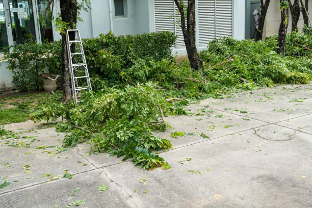 Grass Overseeding in North Auburn, CA